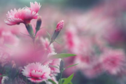 紫微斗数看“桃花”,紫微斗数怎么看桃花