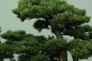 办公室风水摆放什么影响仕途