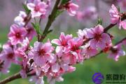 你知道什么样的桃花不能碰吗