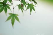 女人缘最好的男人八字