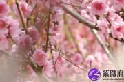 有桃花劫破解桃花运的方法