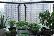 阳台养什么植物风水好