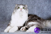 五行缺木人适合养宠物猫吗