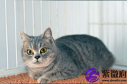 五行缺水人适合养宠物猫吗