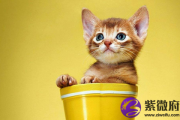 五行缺火人适合养宠物猫吗