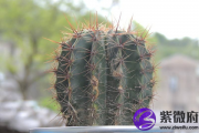 木命人可以养带刺的植物吗