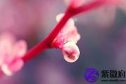 七杀格女命姻缘大揭秘