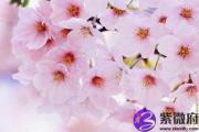 什么是八字带桃花 八字中带桃花的人特点如何