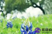 壬戌年生大海水命好吗 癸亥大海水命详解