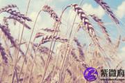 1987炉中火一生如何 命好不好