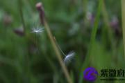 甲子海中金命解析 让你一次了解清楚