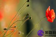 五行缺水戴什么饰品？五行缺水戴黑曜石