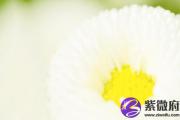 属虎松柏木命 属虎松柏木命好吗