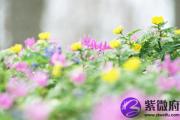 大林木生肖是什么 大林木命怎么样