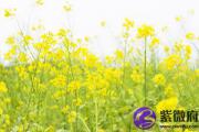 大林木跟松柏木配吗？婚配怎么样?