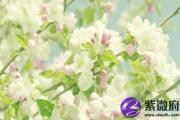 松柏木和平地木相克吗 松柏木配什么好