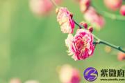 炉中火和什么相配？都是火命好吗？