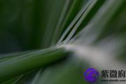 七月的松柏木命缺什么松柏木命几月份的好