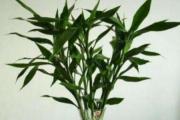 家里种什么植物风水好