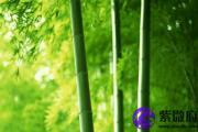 八字辛卯松柏木好不好 辛卯松柏木吉凶