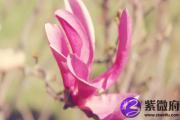 松柏木命和山下火命 山下火和松柏木相克吗