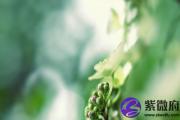 石榴木和路旁土能配吗？什么会克石榴木
