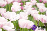 李嘉欣七杀格 七杀格女命的婚姻