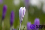 松柏木和壁上土好吗？松柏木和壁上土在一起