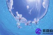 石榴木遇到海中金可好 石榴木喜见海中金