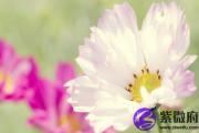 石榴木克制钗钏金？钗环金与石榴木