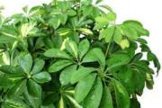 八种植物招财又旺宅