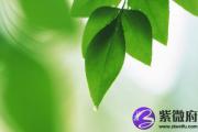 石榴木遇大海水的破法 石榴木如何化解大海水