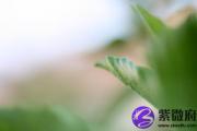 以丙火为用神怎么补？如何补命理的丙火