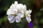石榴木和大林木的姻缘 石榴木和大林木和吗