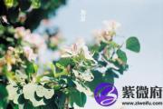 什么叫金箔金命 癸卯金箔金详解