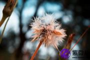 大运流年出现魁罡星 魁罡星遇魁罡流年会怎样