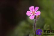 揭秘天乙贵人羊刃是什么意思 天乙贵人与羊刃
