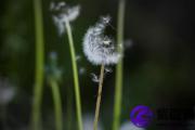 男命壬子日柱看婚姻 壬子日柱终身命运详批