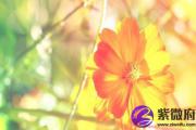 七杀人的长相 七杀格的&*&*&分析
