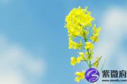 双魁罡好还是单魁罡 庚戌庚辰双魁罡男