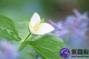 用神被冲还有力吗 命局用神被冲会怎样