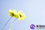 命带华盖的前世是什么人？命带华盖星的人通灵？