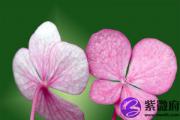 庚戌罡魁格 罡魁命格的人怎么样