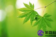 论阳刃与羊刃有什么不一样？