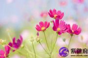 甲子日生于卯时 甲子日卯时生命运好吗