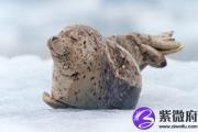 庚午日生于丑时 庚午日丑时生命运好吗