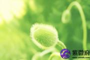 庚子日柱的配偶怎么样？庚子日看配偶