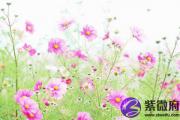 庚申日与戊寅日配吗 庚申日柱与戊寅日柱是否适合