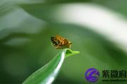 庚寅日哪个时辰生好？详解庚寅日出生时辰
