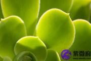 壬申日生于未月解析 壬申日生于未月命运好吗